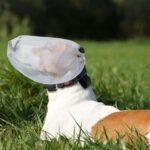 Gesichtsschutz für Hunde - Tragbares Hundekopf-Sicherheitsnetz mit Maulreißverschluss - Atmungsaktives Schutznetz für Tierbedarf Kopf bei Kletterabenteuern Jagd Teckel - Image 3