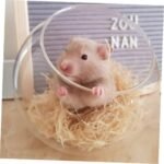 Cooling Glass Hamster Pet Glass Nest Chinchilla Toilet 15 cm Diameter Pet Supplies - Image 7